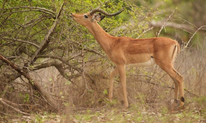 Longer Droughts in Zimbabwe Take a Toll on Wildlife and Cause More Frequent Clashes With People