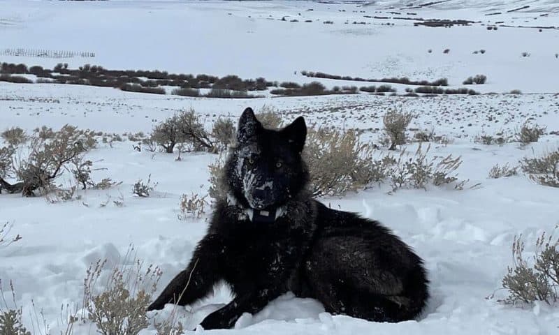 Colorado Cattle Industry Sues Over Wolf Reintroduction on the Cusp of the Animals’ Release