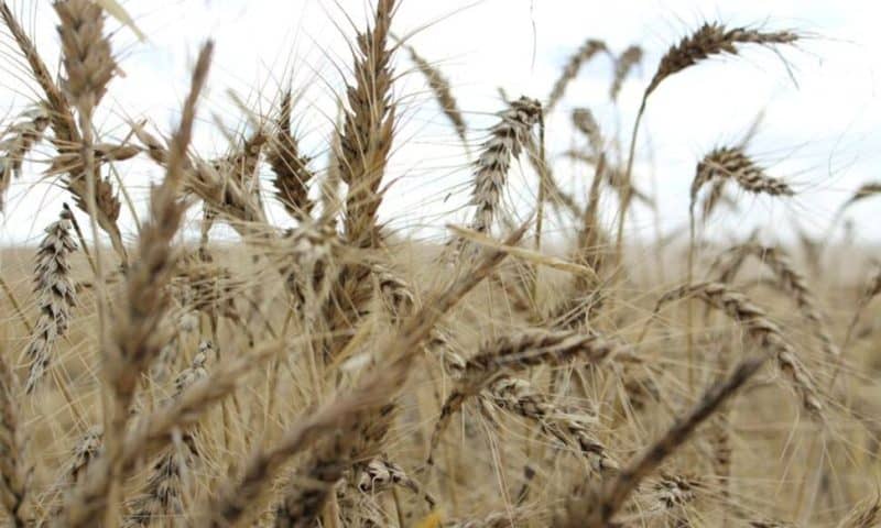 Global 2024 Staple Food Supplies to Be Strained by Dry Weather, Export Curbs