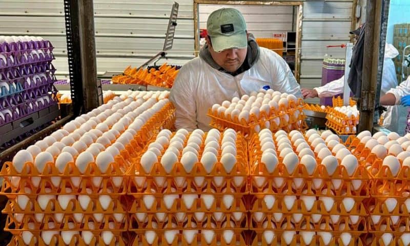 Avian Flu Is Devastating Farms in California’s ‘Egg Basket’ as Outbreaks Roil Poultry Industry