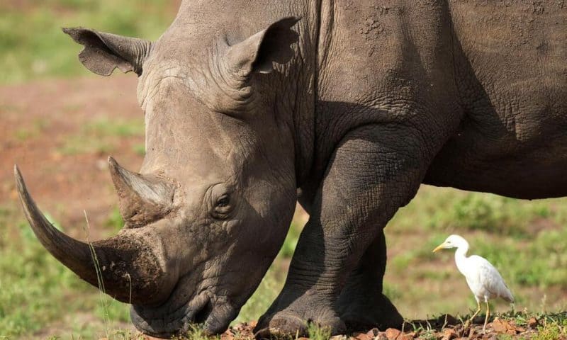 Rhinos Are Returned to a Plateau in Central Kenya, Decades After Poachers Wiped Them Out