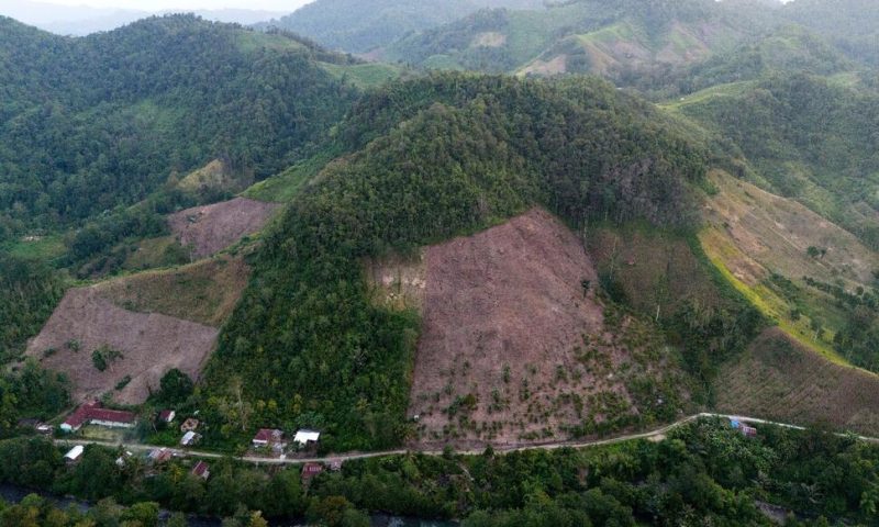 Deforestation in Indonesia Spiked Last Year, but Resources Analyst Sees Better Overall Trend