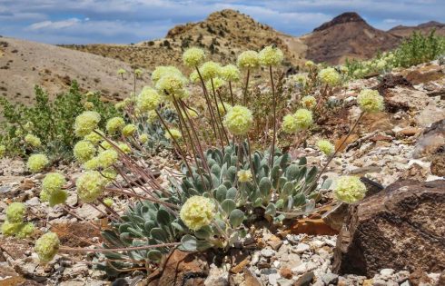 US Advances Review of Nevada Lithium Mine Amid Concerns Over Endangered Wildflower