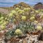 US Advances Review of Nevada Lithium Mine Amid Concerns Over Endangered Wildflower