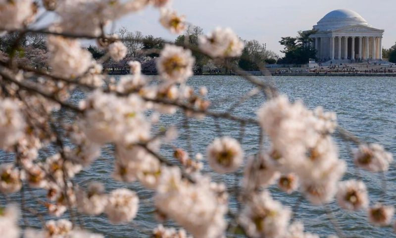 Japan Is Giving Washington 250 New Cherry Trees to Replace Those to Be Lost in Construction Work