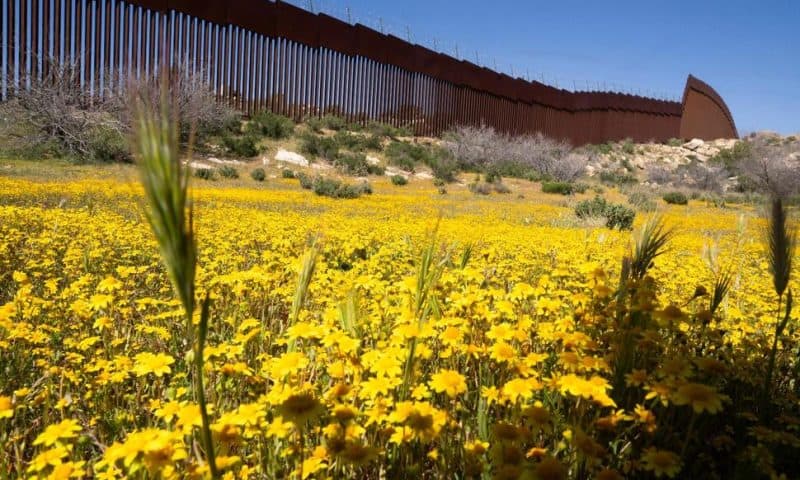 Botanists Are Scouring the US-Mexico Border to Document a Forgotten Ecosystem Split by a Giant Wall