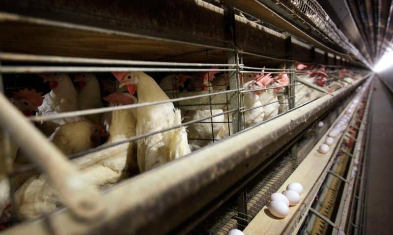 Farmers Must Kill 4.2 Million Chickens After Bird Flu Hits Iowa Egg Farm