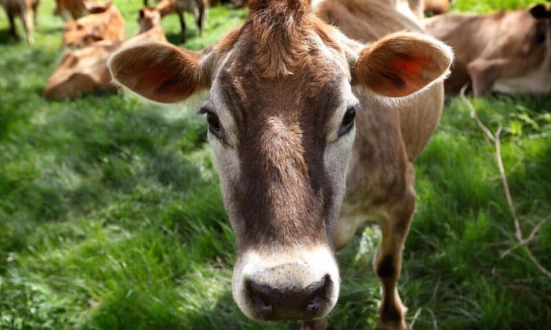 With 100M Birds Dead, Poultry Industry Could Serve as Example as Dairy Farmers Confront Bird Flu