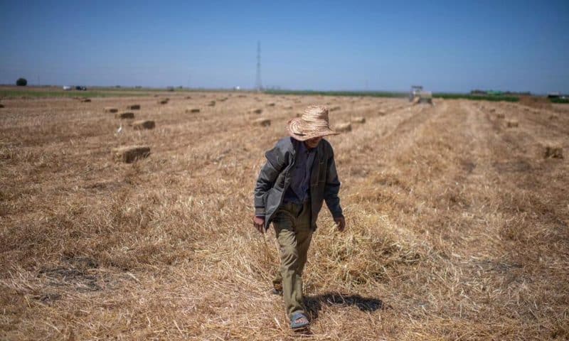 Climate Change Imperils Drought-Stricken Morocco’s Cereal Farmers and Its Food Supply