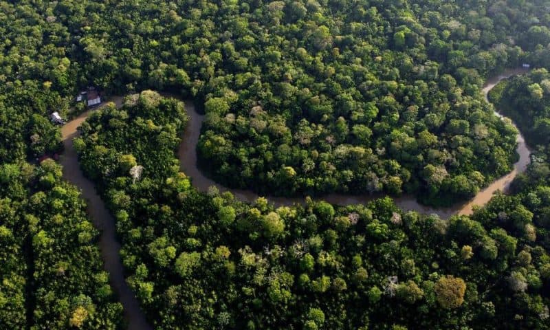 Brazil to Allow Miles of Selective Logging in Effort to Preserve the Amazon