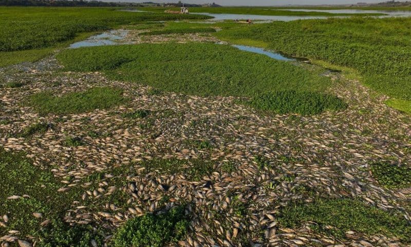 Tons of Dead Fish Cover Major Sao Paulo River After Alleged Dumping of Industrial Waste