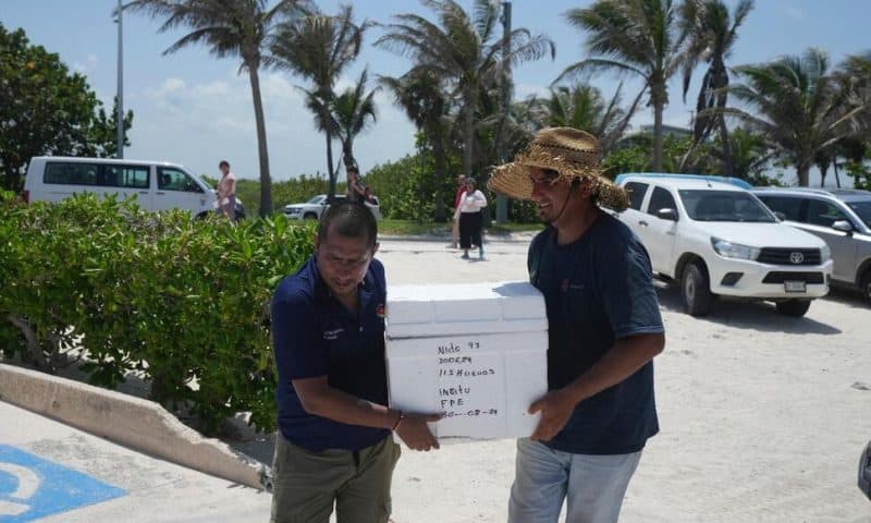 Mexico Evacuates Sea Turtle Eggs From Beaches as Hurricane Beryl Heads to the Yucatan Peninsula