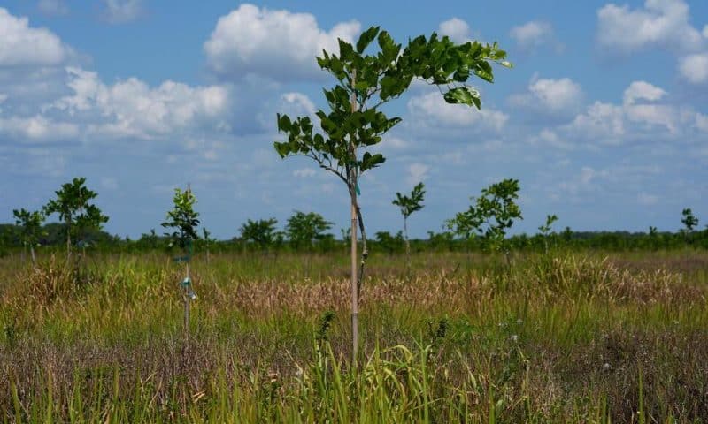 Pongamia Trees Grow Where Citrus Once Flourished, Offering Renewable Energy and Plant-Based Protein