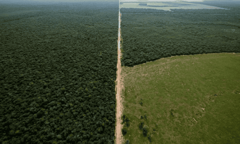 Argentina Judge Halts Deforestation of Chaco Forest in Rare Move