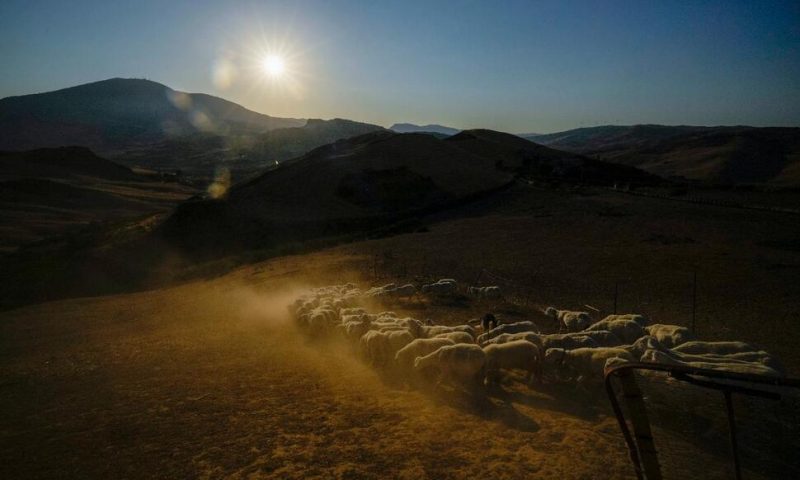 Extended Drought Parches Sicily, and Farmers Worry About Being Forced to Sell off Animals