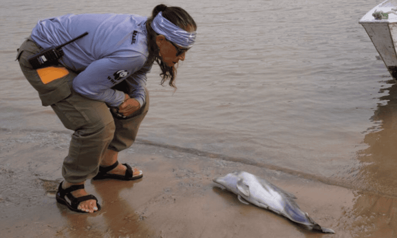 Dolphins Dying Again in Amazon Lake Made Shallow by Drought