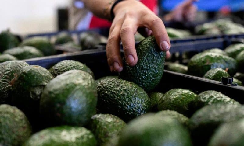 US to Hand Over Pest Inspections of Mexican Avocados to Mexico and California Growers Aren’t Happy