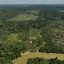 Judge in Brazil Orders Slaughterhouses to Pay for Amazon Reforestation