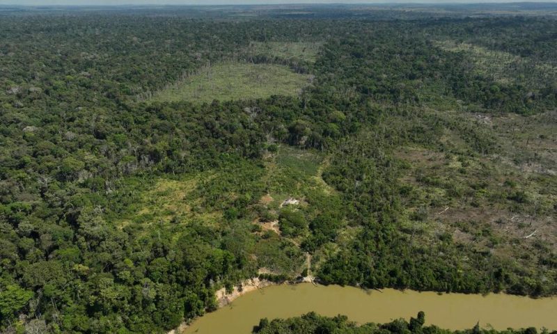 Judge in Brazil Orders Slaughterhouses to Pay for Amazon Reforestation