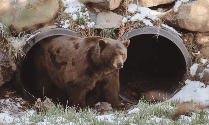 Wall Street’s most bearish firm on stocks says there’s a chance of an upswing