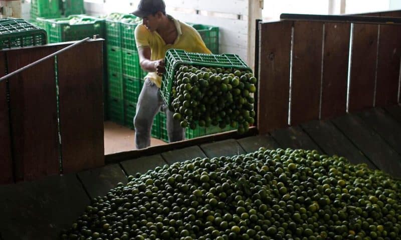 Mexico Sends 660 Soldiers, National Guard to Protect Lime Growers Suffering Extortion by Cartels