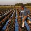 Mexico Announces Food and Agriculture Plan That Could Take the Country Back to the 1980s