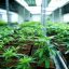 Tilray (NASDAQ:TLRY) Stock Price Up 1.3% – Here’s Why