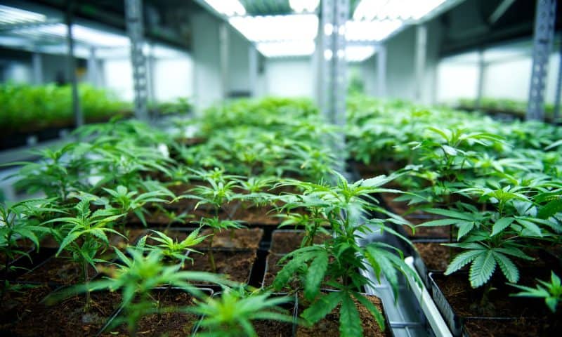 Tilray (NASDAQ:TLRY) Stock Price Up 1.3% – Here’s Why