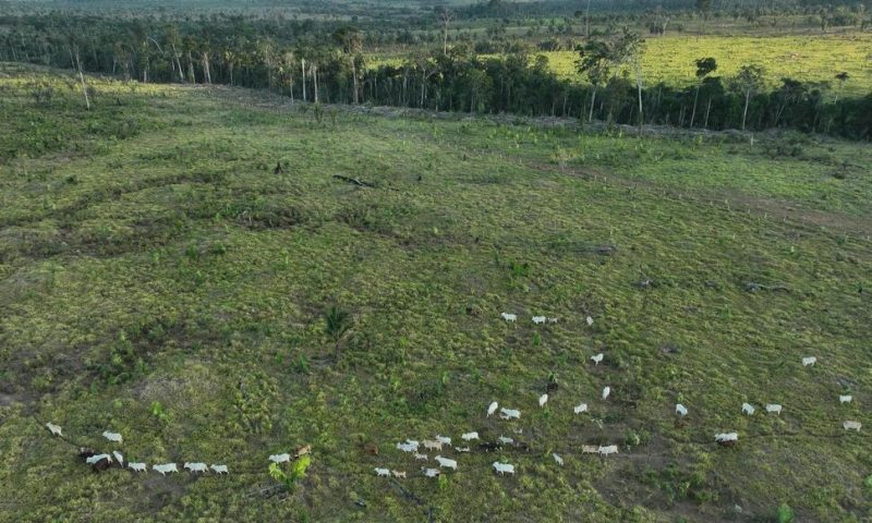 Agribusiness-Friendly States in Brazil Try to Undo Forest Protections