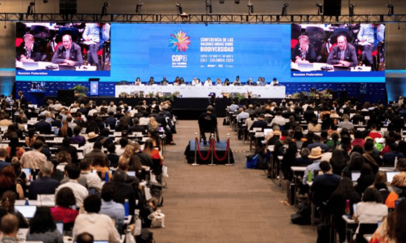 Public Funding for Nature Conservation Stalls at COP16, Eyes on Private Investment