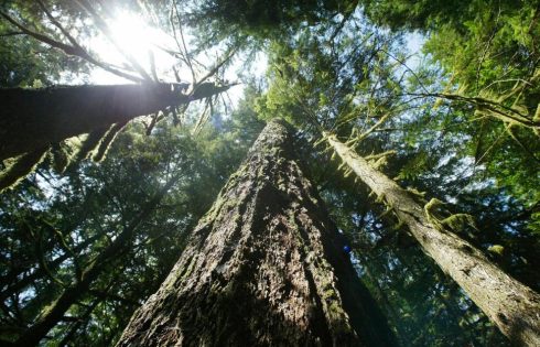 More Logging Is Proposed to Help Curb Wildfires in the US Pacific Northwest