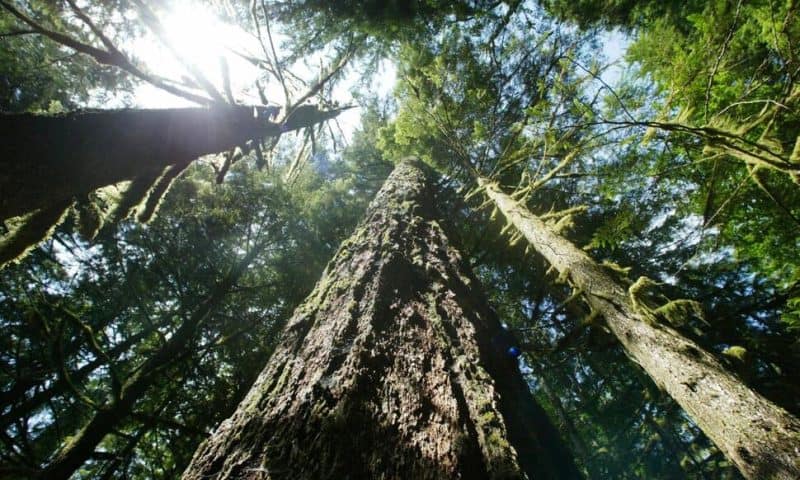 More Logging Is Proposed to Help Curb Wildfires in the US Pacific Northwest