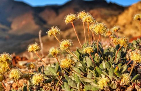 Nevada Lithium Mine Will Crush Rare Plant Habitat US Said Is Critical to Its Survival, Lawsuit Says