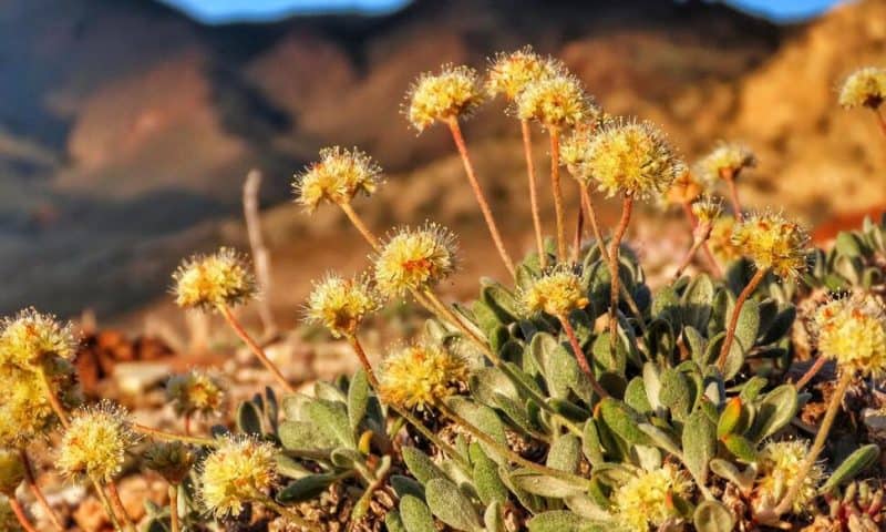 Nevada Lithium Mine Will Crush Rare Plant Habitat US Said Is Critical to Its Survival, Lawsuit Says