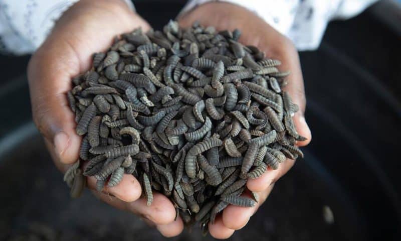 From Yuck to Profits: Some Zimbabwe Farmers Turn to Maggots to Survive Drought and Thrive