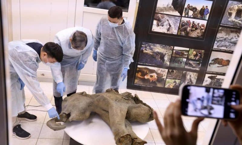 Baby Mammoth Preserved for 50,000 Years Is Unveiled in Russia’s Siberia