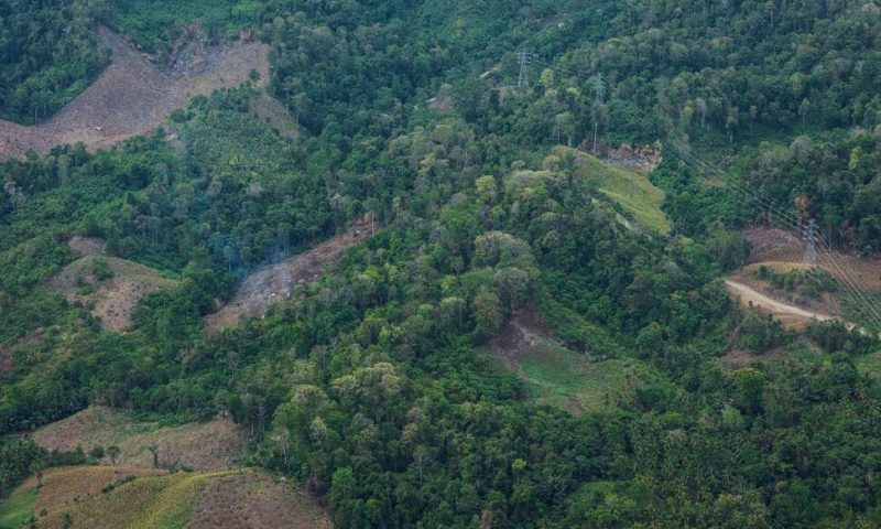 South Korea to Shrink Biomass Energy Subsidies After Criticism Over Link to Deforestation