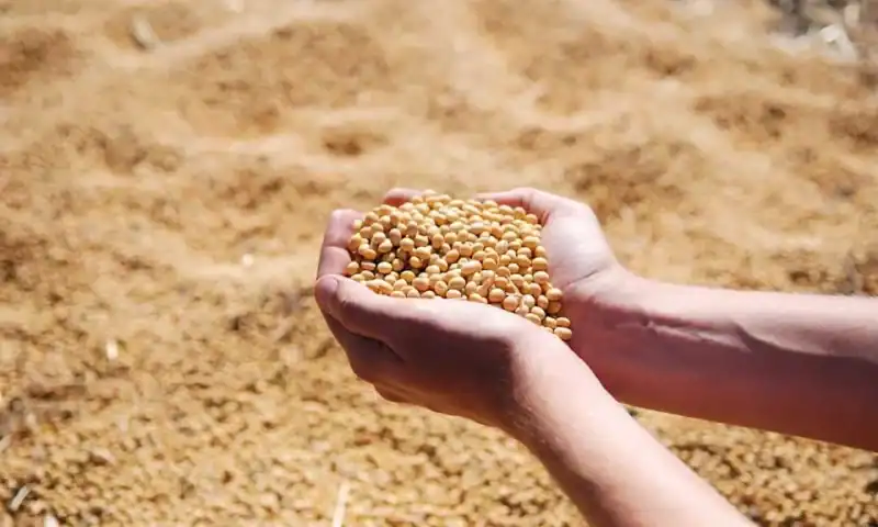 Soybeans Post Friday Gains, Despite Larger US Stocks