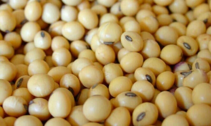 Soybeans Slump as Trump Threatens More Tariffs on China Goods