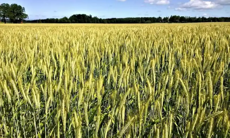 Wheat Falling on Tuesday’s Midday
