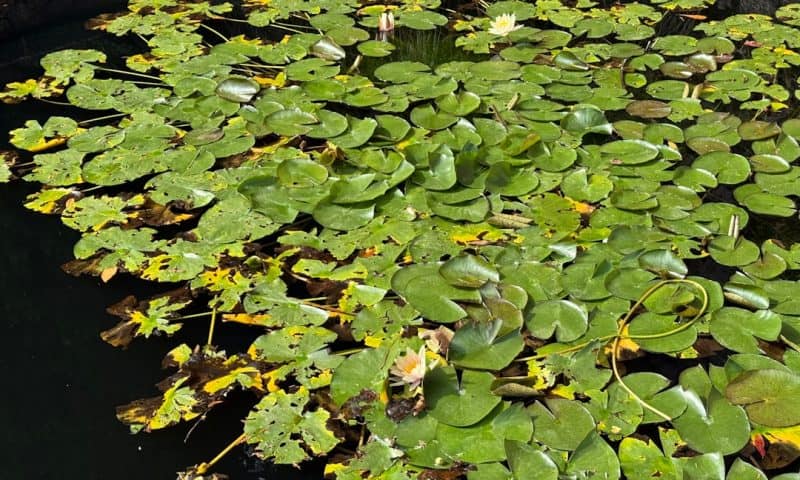 Why Dark Pool Print Data Reveals Hidden Market Intelligence That Traditional Analysis Misses