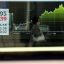 Asian shares track Wall Street to record highs but higher oil prices a risk