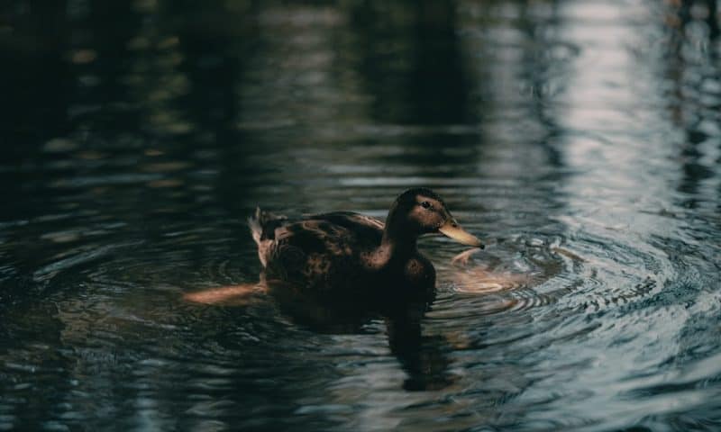 Inside Dark Pool Print Activity That’s Reshaping Global Trading Dynamics