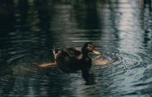 Dark Pool Print Activity Commands Global Investment Community Attention