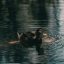 Dark Pool Print Activity Commands Global Investment Community Attention