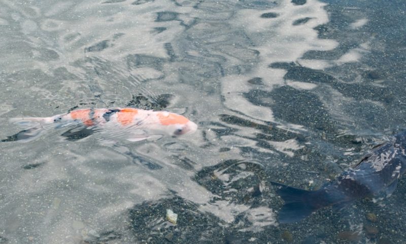 Behind the Scenes Dark Pool Print Transactions Reshape Global Financial Markets